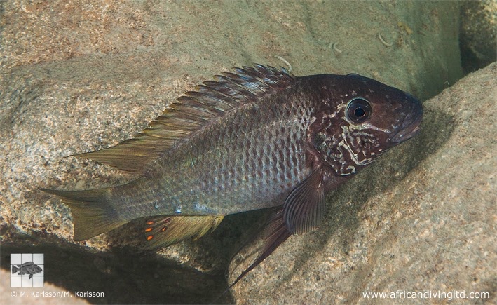 Petrochromis sp. 'texas blue' Mlowa Point
